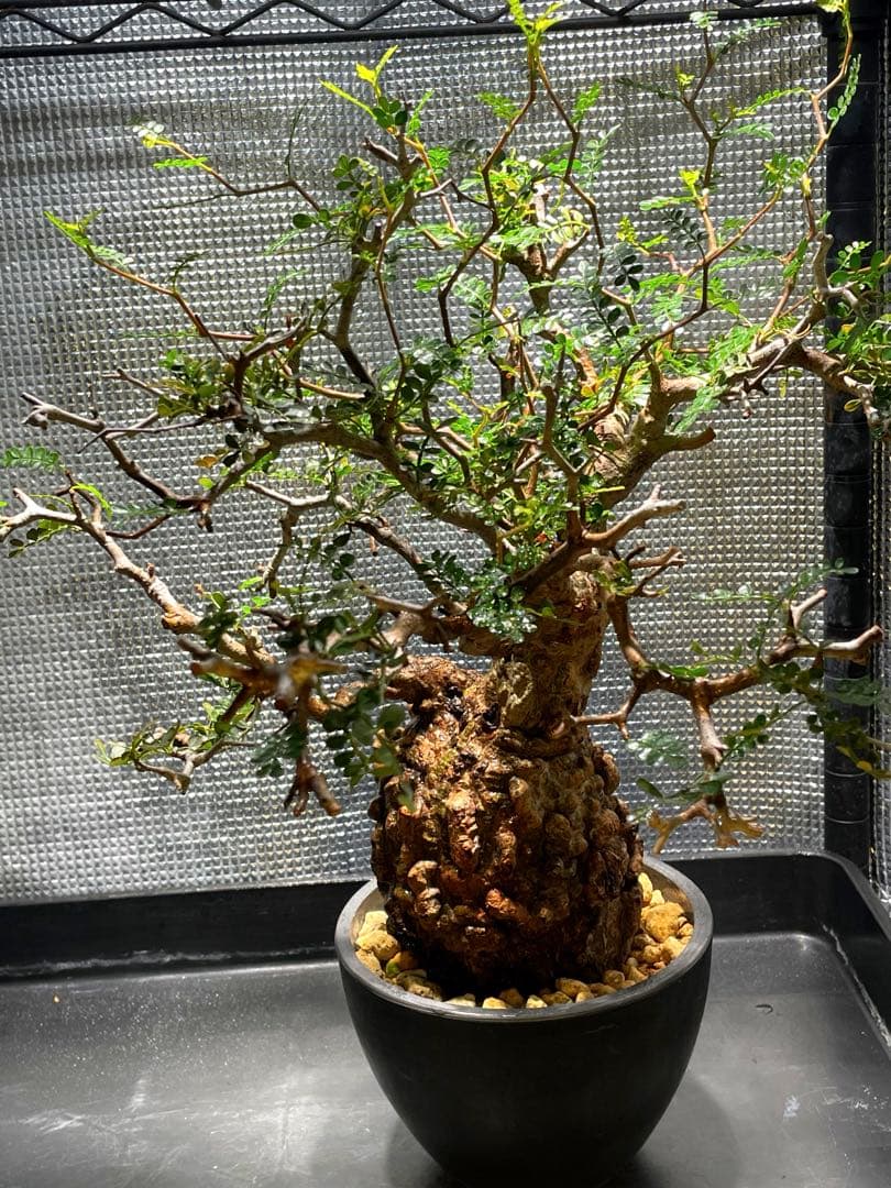 オペルクリカリア パキプス ボコ肌 幹幅13cm