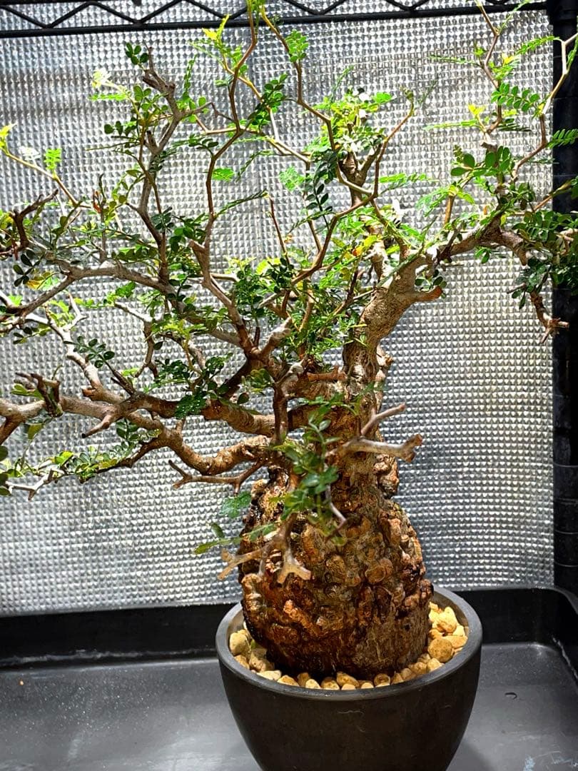 オペルクリカリア パキプス ボコ肌 幹幅13cm