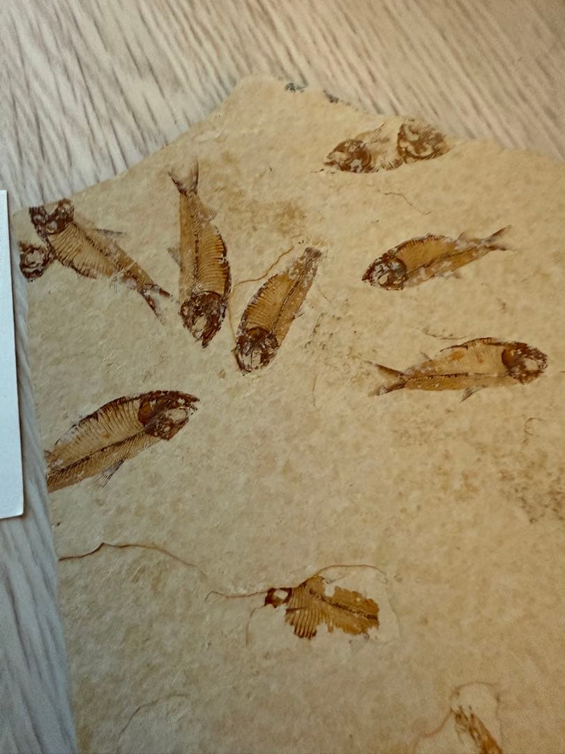 ナイティア　化石