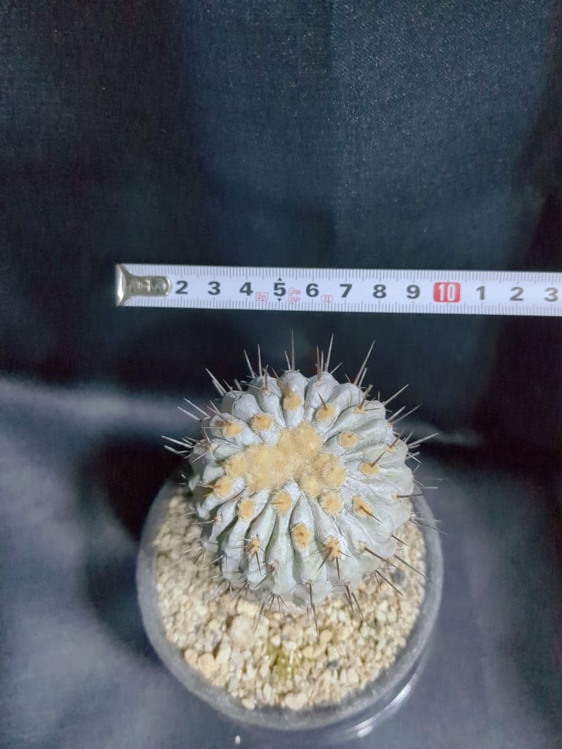 現地球 山木　Copiapoa　コピアポア コルムナアルバ　　孤竜丸