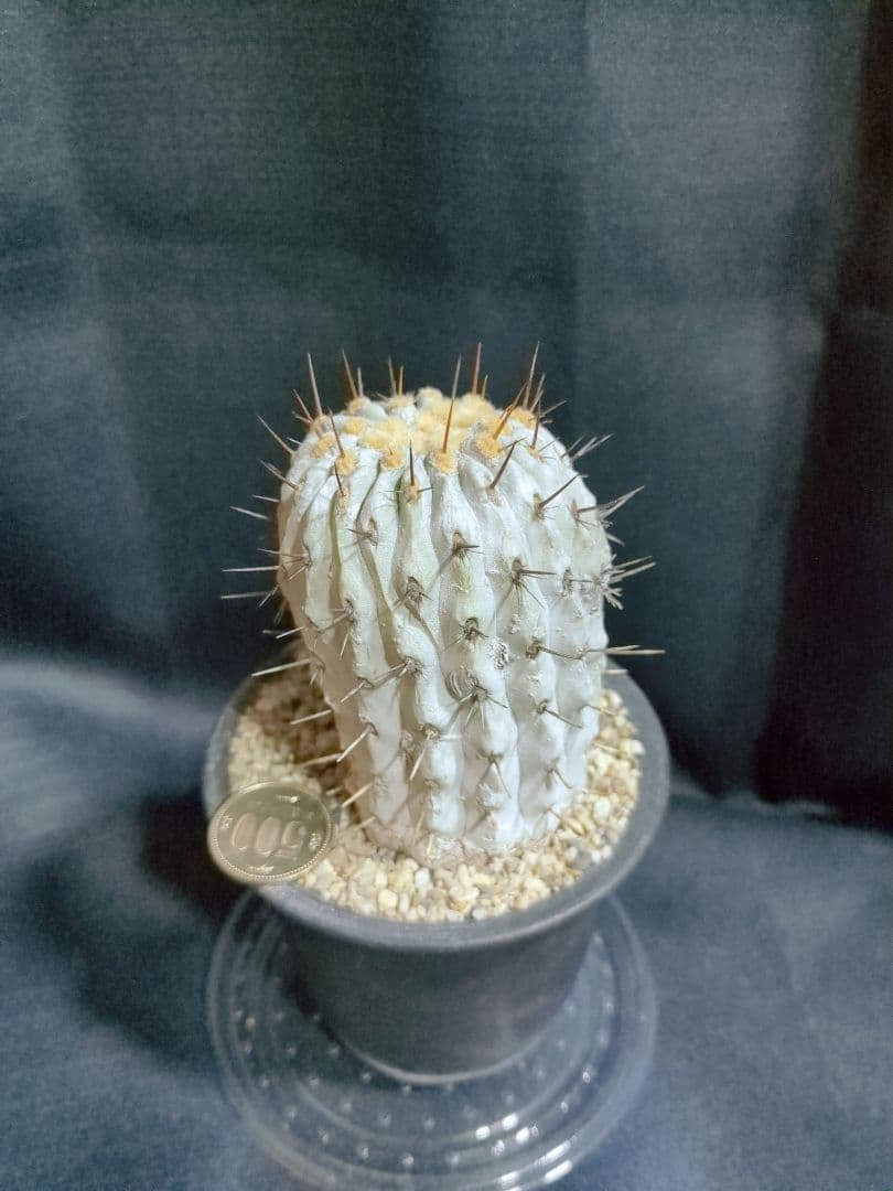 現地球 山木　Copiapoa　コピアポア コルムナアルバ　　孤竜丸
