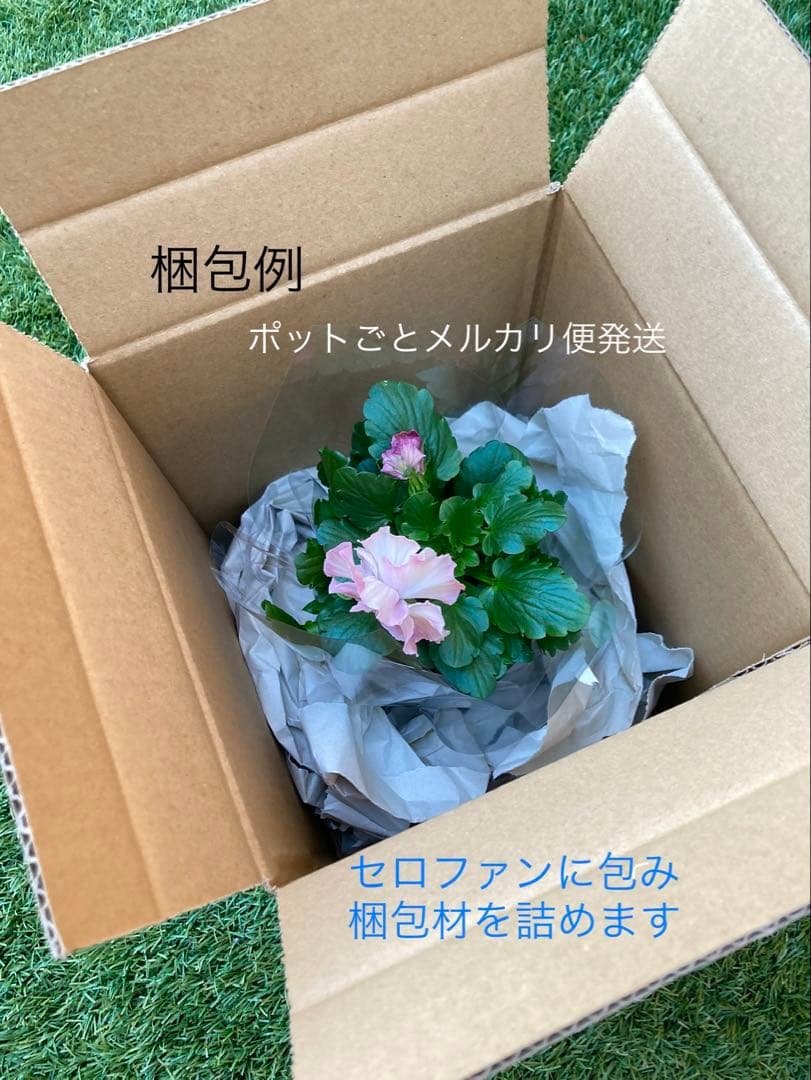 R*U様 プティフール　ビオラ　ペルル　ハルグリン　苗　送料込み