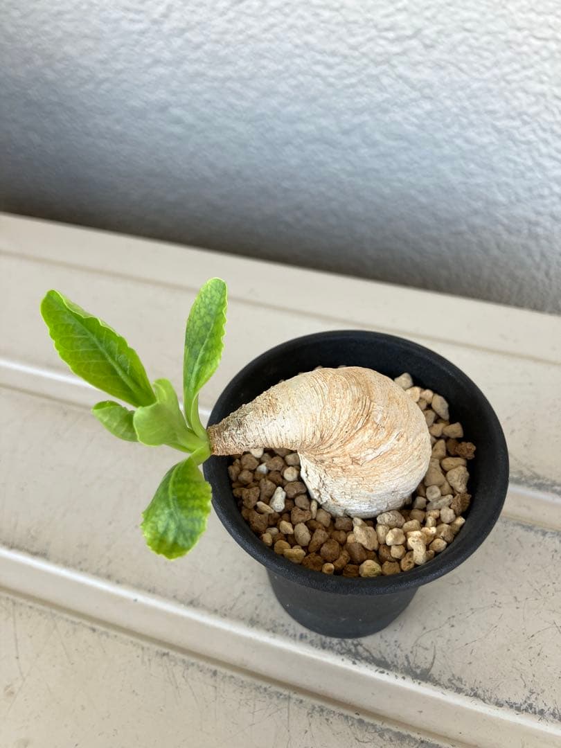 ユーフォルビア　プリムリフォリア　現地球