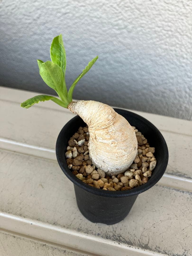 ユーフォルビア　プリムリフォリア　現地球