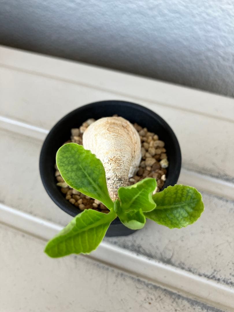 ユーフォルビア　プリムリフォリア　現地球