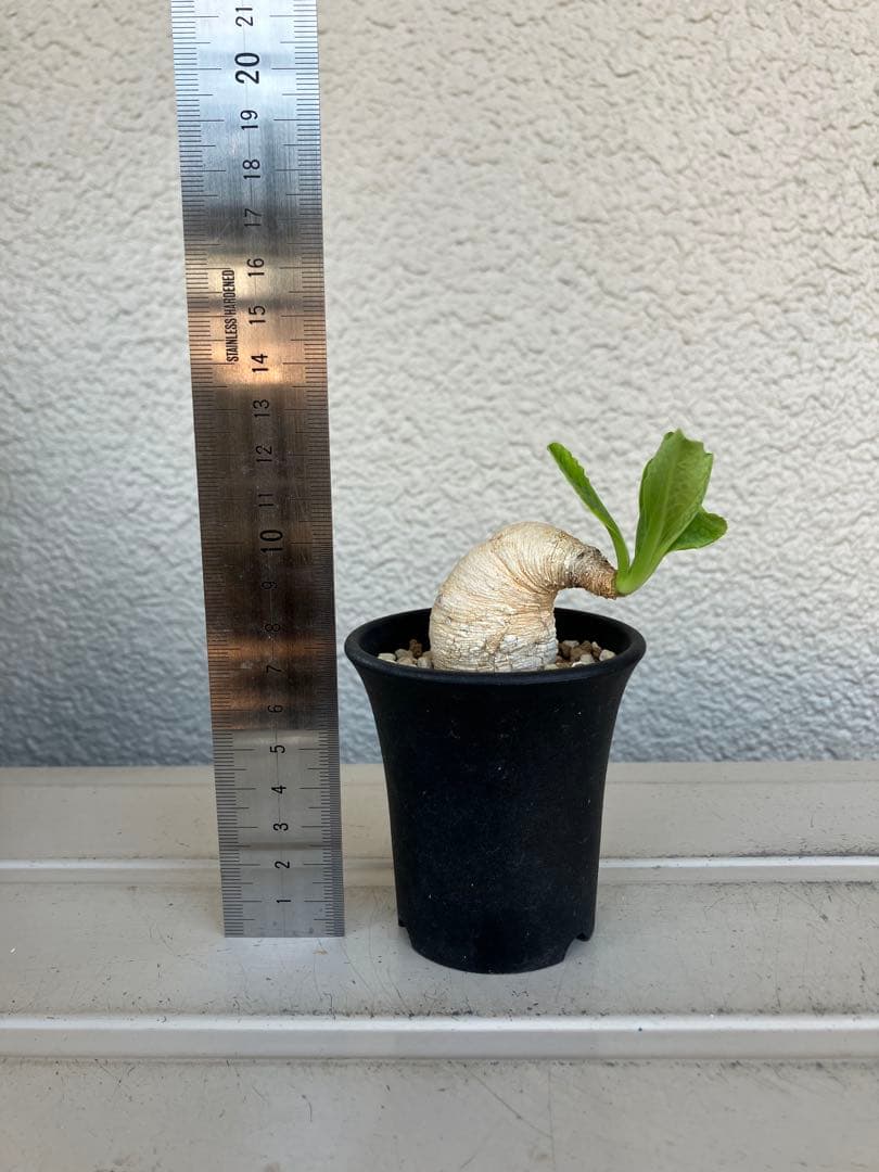 ユーフォルビア　プリムリフォリア　現地球