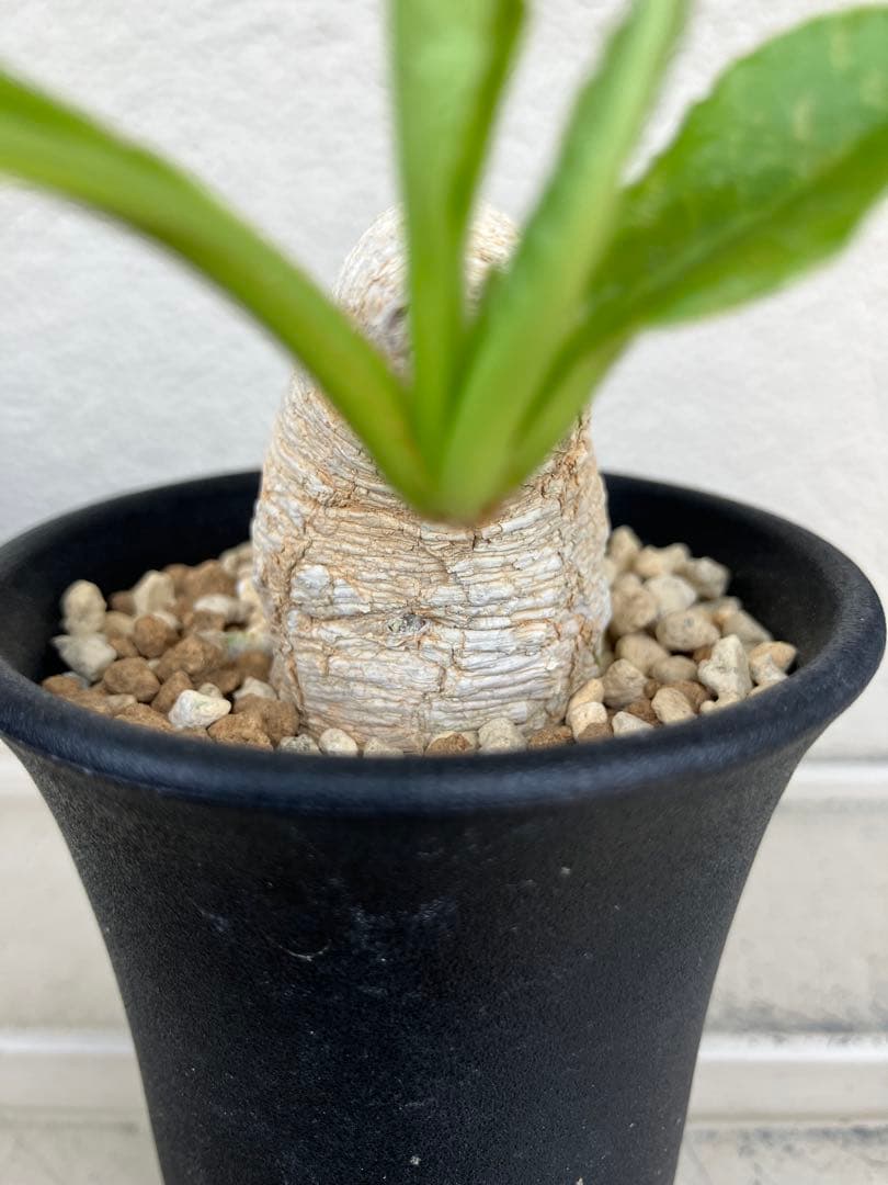 ユーフォルビア　プリムリフォリア　現地球