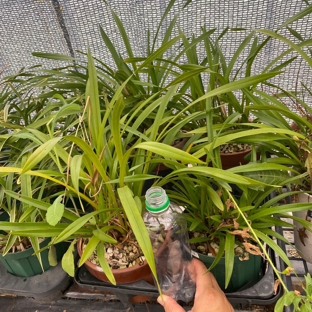 キンリョウヘン苗　キンリョウヘン37鉢　まとめ売り