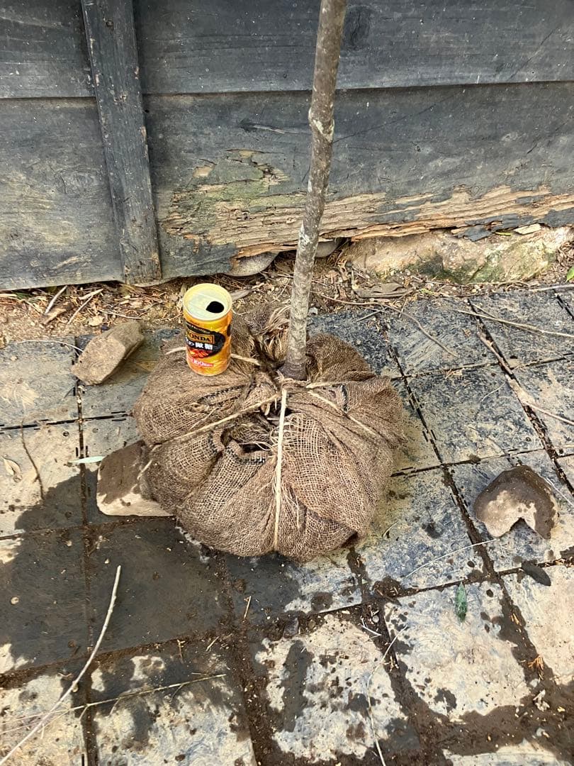 20 山採り　ソヨゴ　雌雄不明