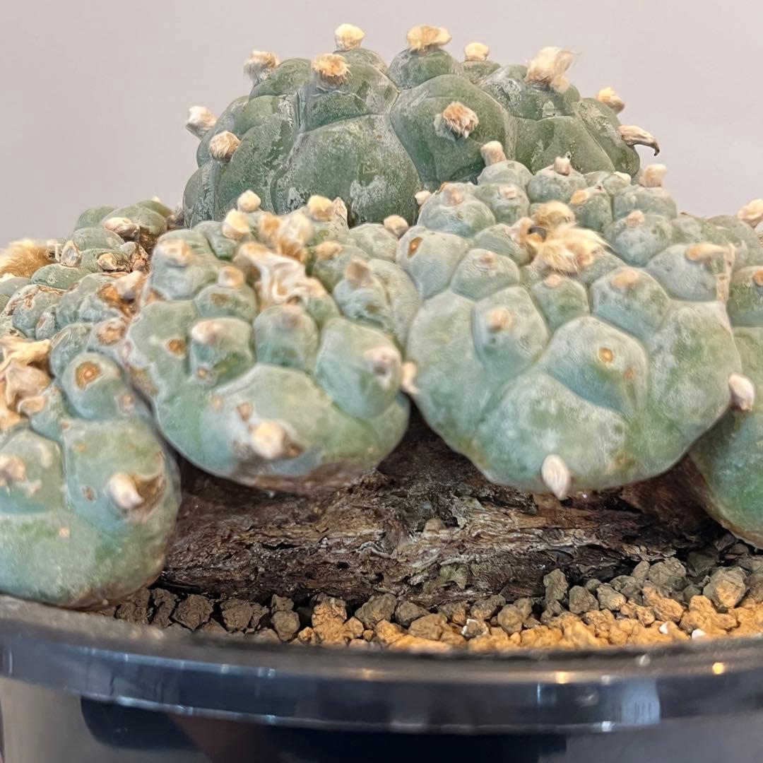 【大群生】ロフォフォラ烏羽玉 国内実生 塊根植物 サボテン コーデックス