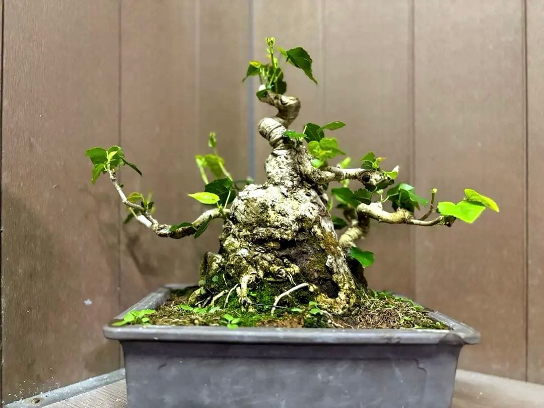 オオハマボウ　盆栽　良株　太幹　琉球盆栽　塊根植物