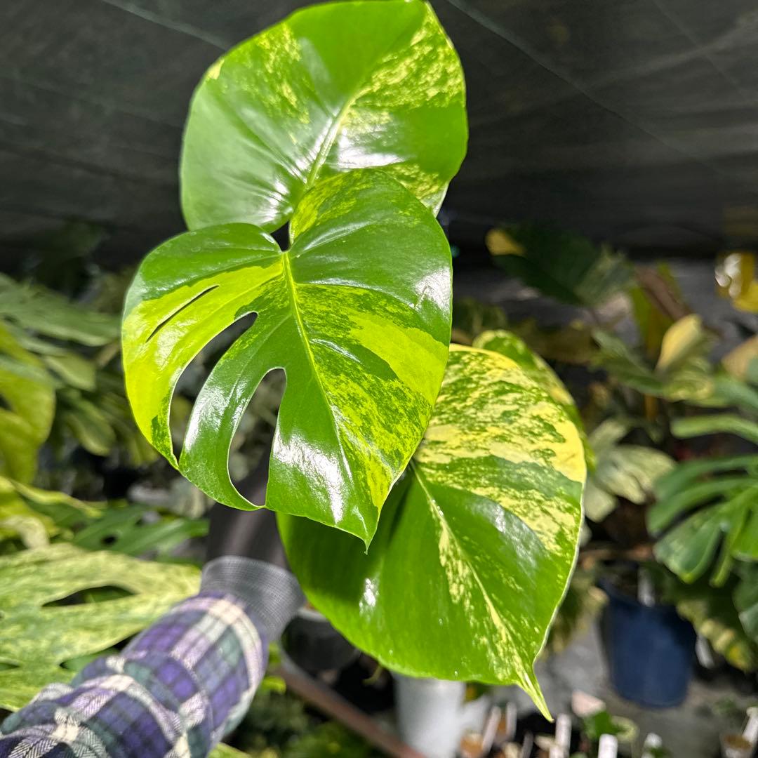 MY1モンステラ　イエローマリリン　黄斑入り　美株