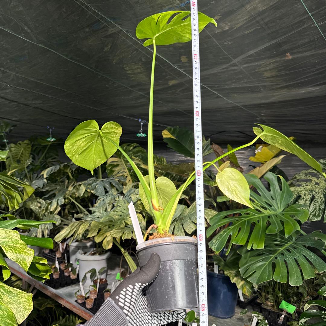 MY1モンステラ　イエローマリリン　黄斑入り　美株