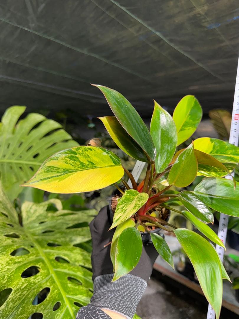 9フィロデンドロン　レッドコンゴ　斑入り　成長点2つ