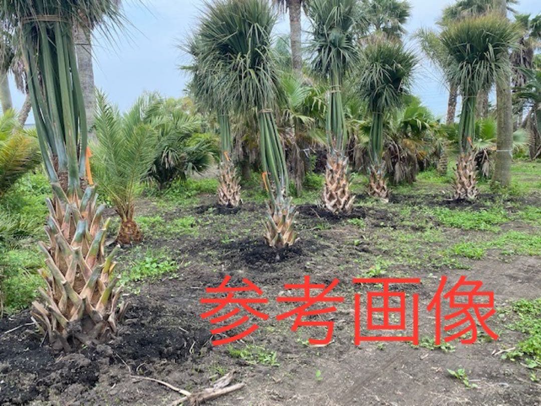 希少　オニサバル　サバル　カウシアルム　サバルヤシ