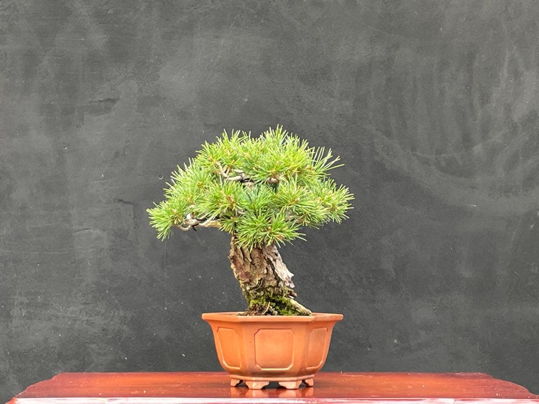 三河盆栽　盆栽愛好家在庫放出セール　小品　五葉松　瑞祥　盆栽