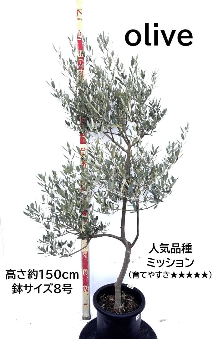 オリーブの木　ミッション　8号　約150cm　K-271　人気品種　現品掲載