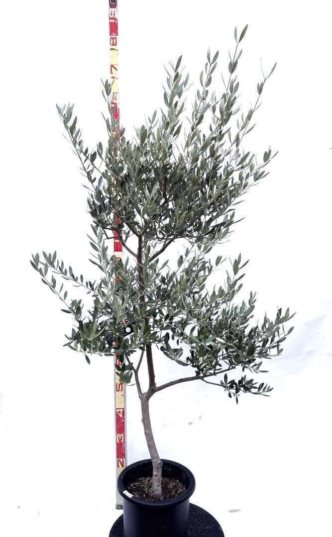 オリーブの木　ミッション　8号　約150cm　K-271　人気品種　現品掲載