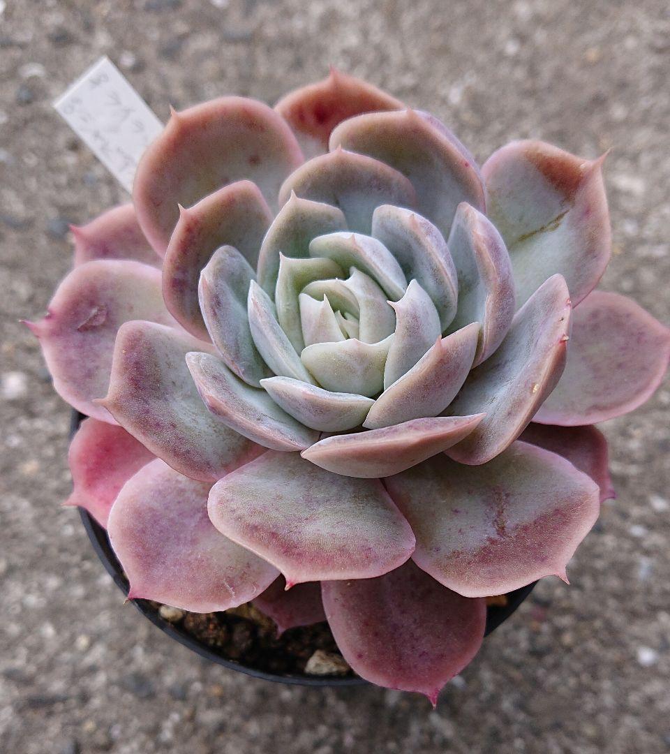 エケベリア はっちさん苗 ライラックムーン×シャビアナペレグリナ 札付き