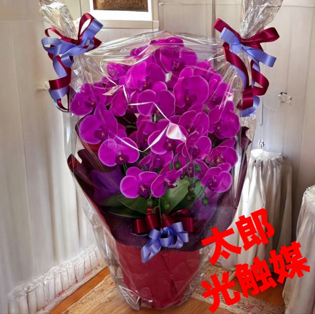 光触媒　人工観葉植物　ウォールグリーン　フェイクグリーン　リアル胡蝶蘭74