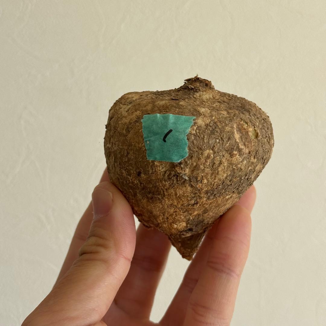 1.アデニア・オバタ 輸入直後ベアルート株　Adenia Ovata