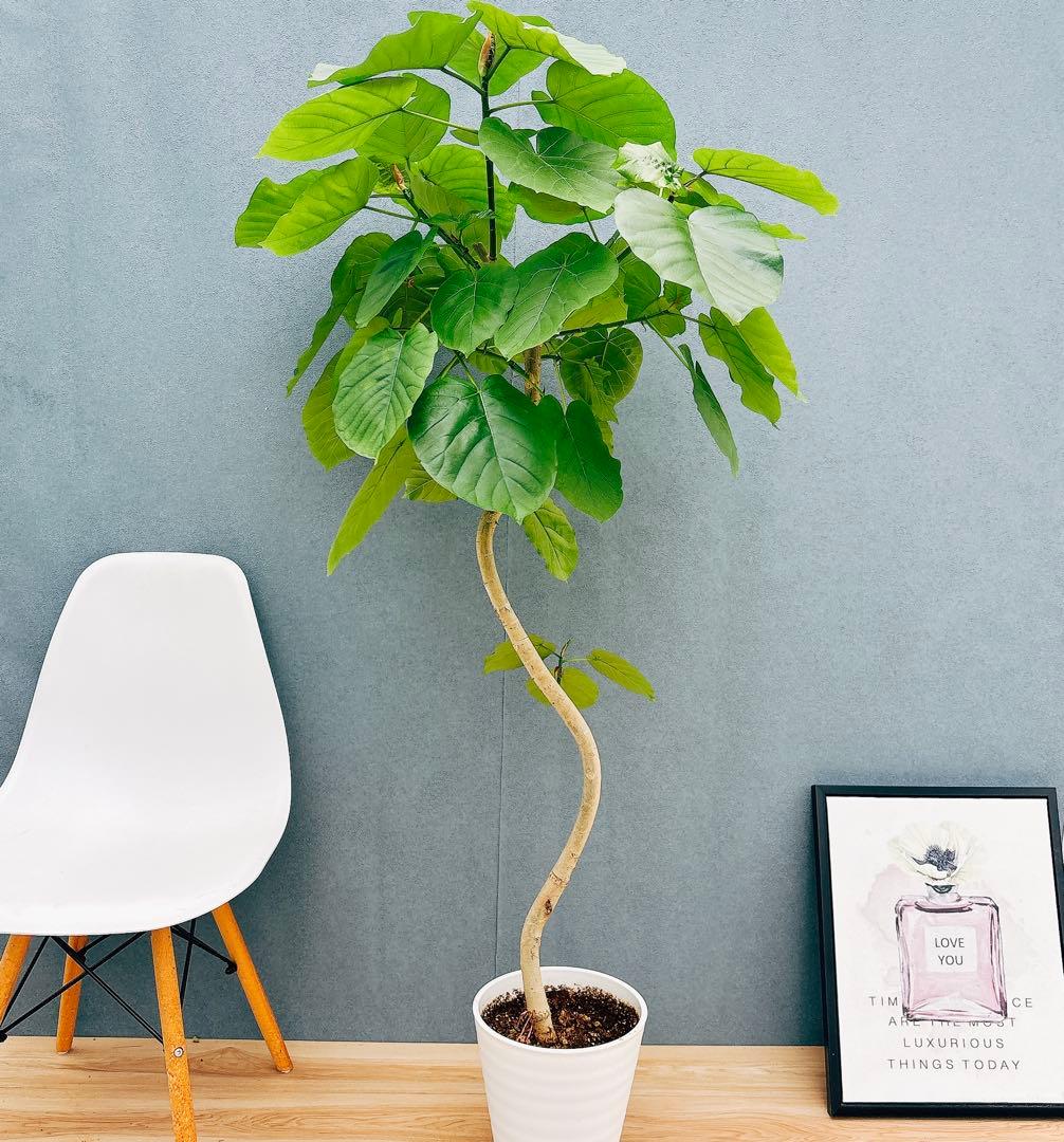 ［現品］法人価格　7番　フィカス　ウンベラータ　曲がり　8号　室内　大型