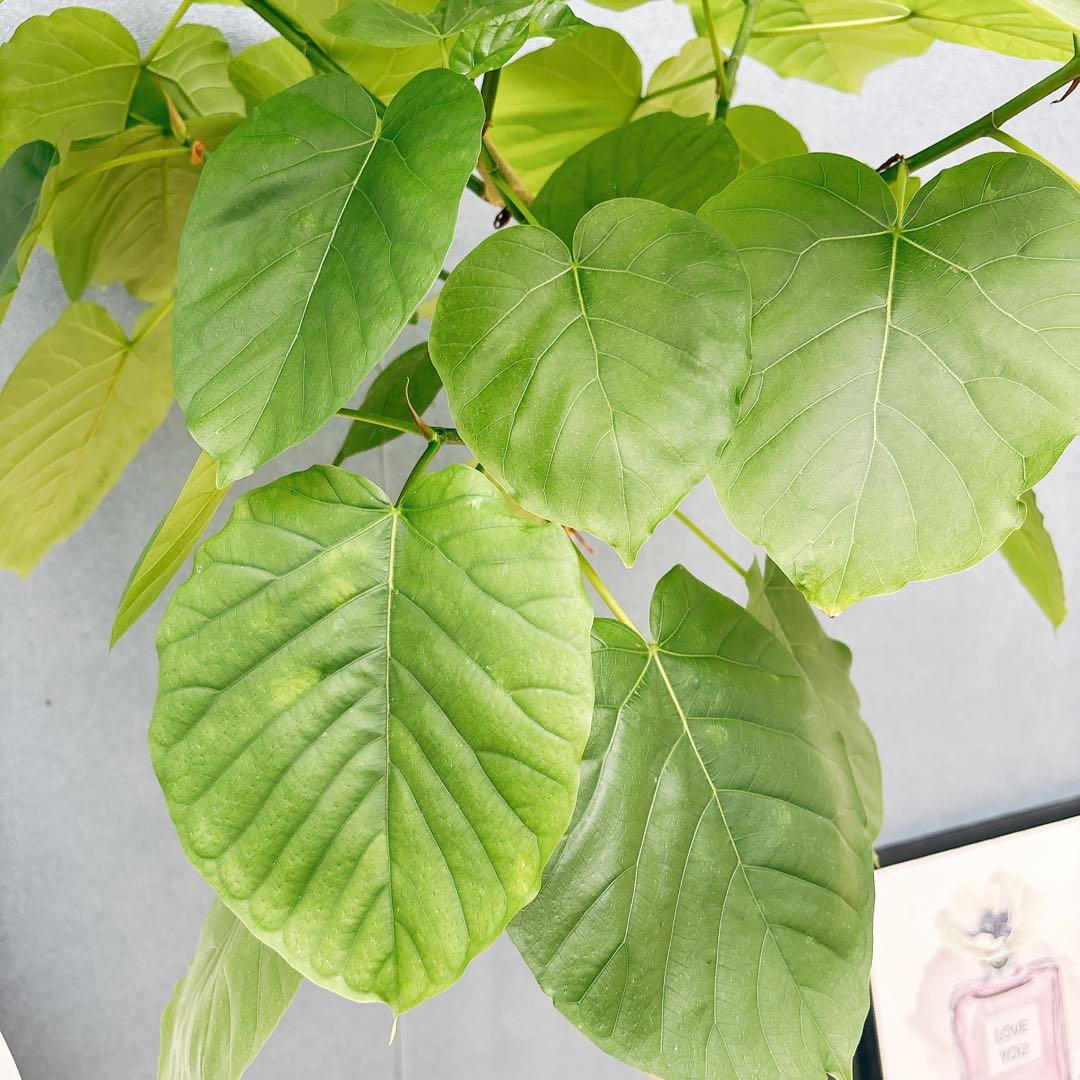 ［現品］法人価格　7番　フィカス　ウンベラータ　曲がり　8号　室内　大型