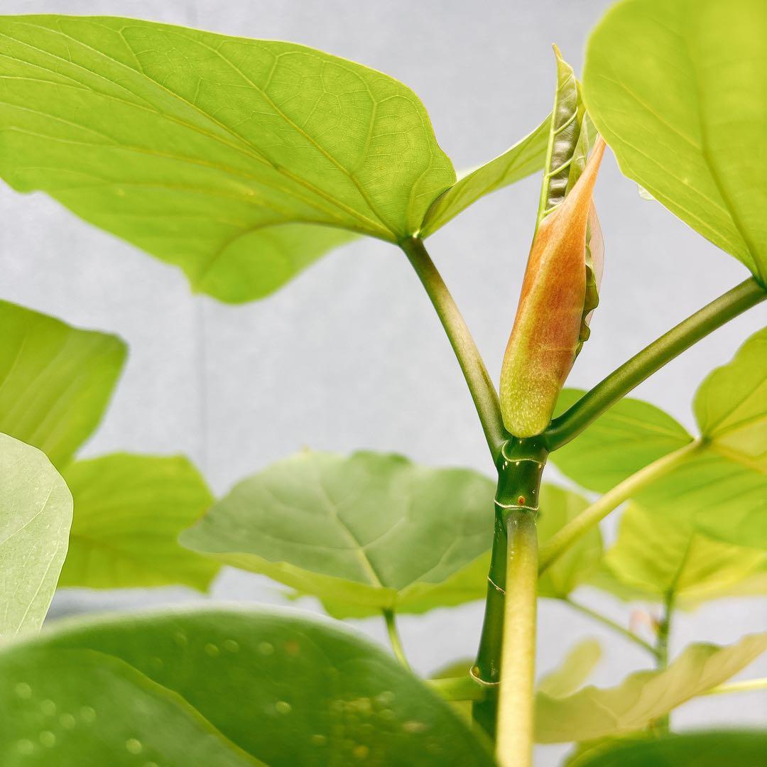 ［現品］法人価格　7番　フィカス　ウンベラータ　曲がり　8号　室内　大型