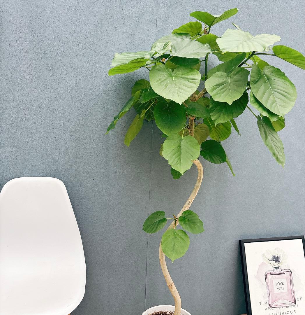 ［現品］法人価格　7番　フィカス　ウンベラータ　曲がり　8号　室内　大型