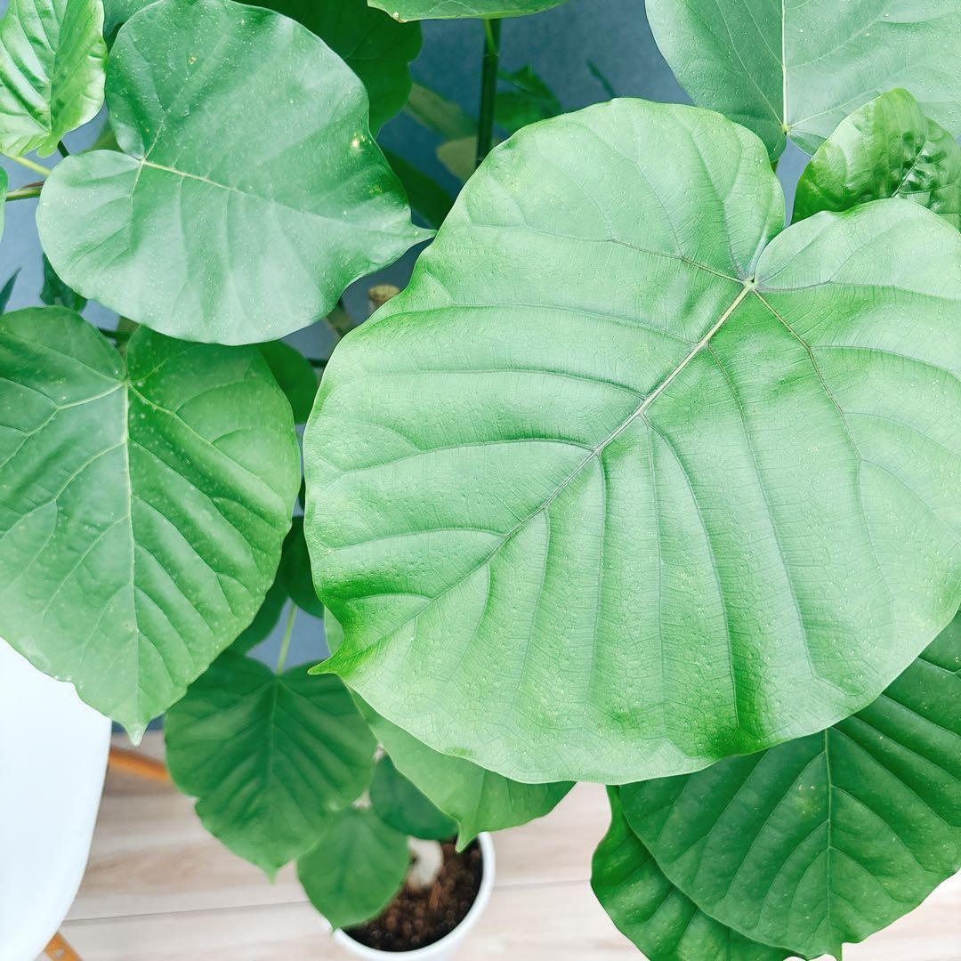 ［現品］法人価格　7番　フィカス　ウンベラータ　曲がり　8号　室内　大型