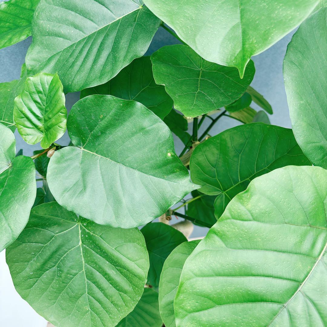 ［現品］法人価格　7番　フィカス　ウンベラータ　曲がり　8号　室内　大型