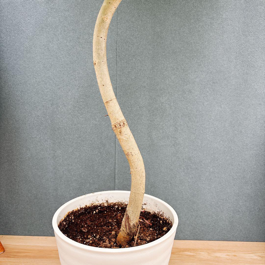 ［現品］法人価格　7番　フィカス　ウンベラータ　曲がり　8号　室内　大型