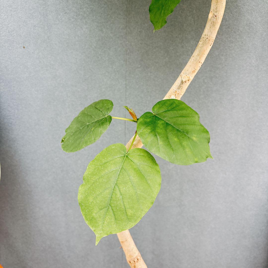 ［現品］法人価格　7番　フィカス　ウンベラータ　曲がり　8号　室内　大型