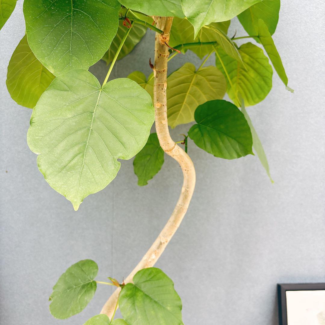 ［現品］法人価格　7番　フィカス　ウンベラータ　曲がり　8号　室内　大型