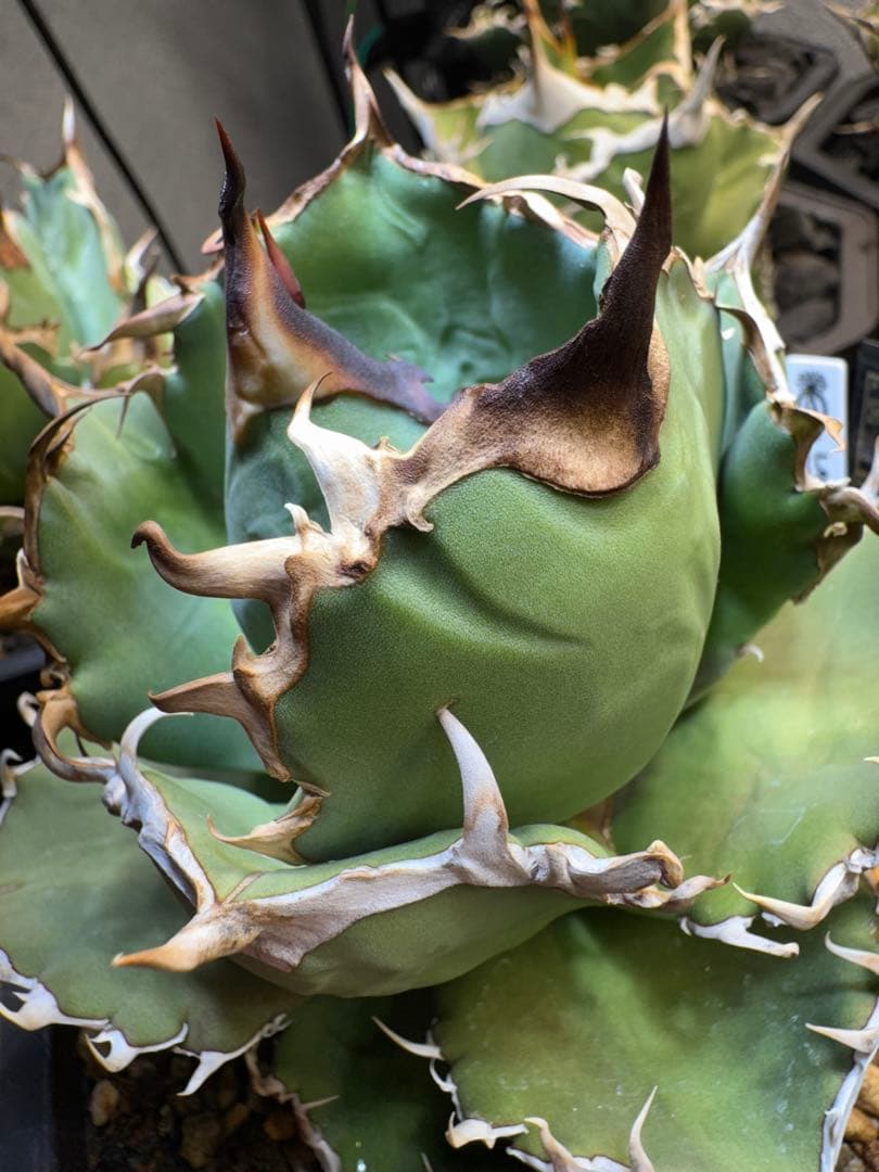 アガベ チタノタ 羽毛 大株