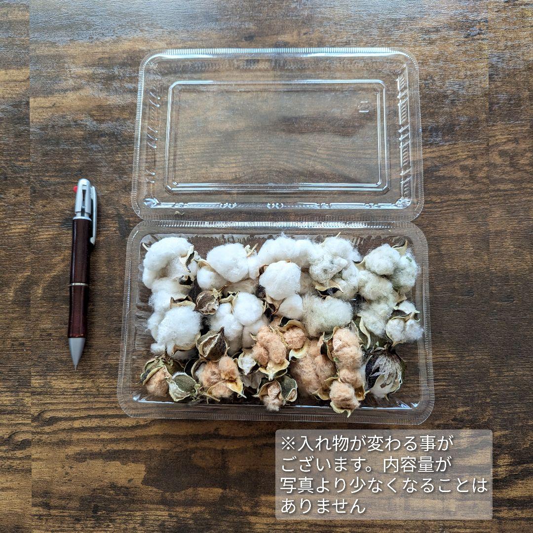 専用コットン　ドライフラワー花材