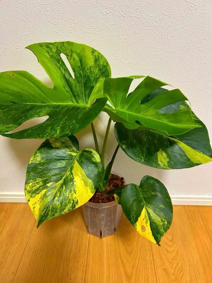 さ*ん様 モンステラ　デリシオーサ　イエローマリリン