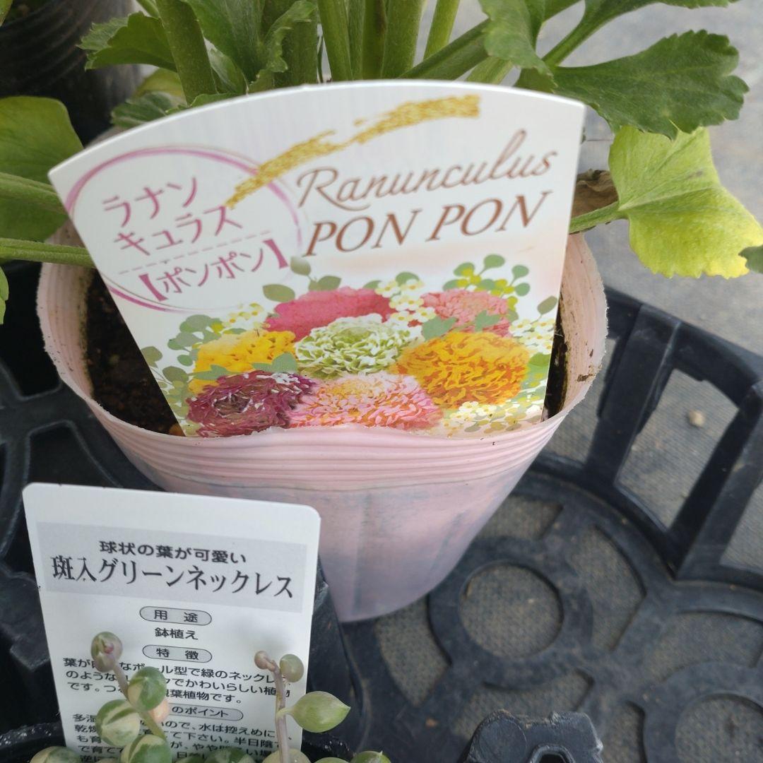 rie tamさん専用