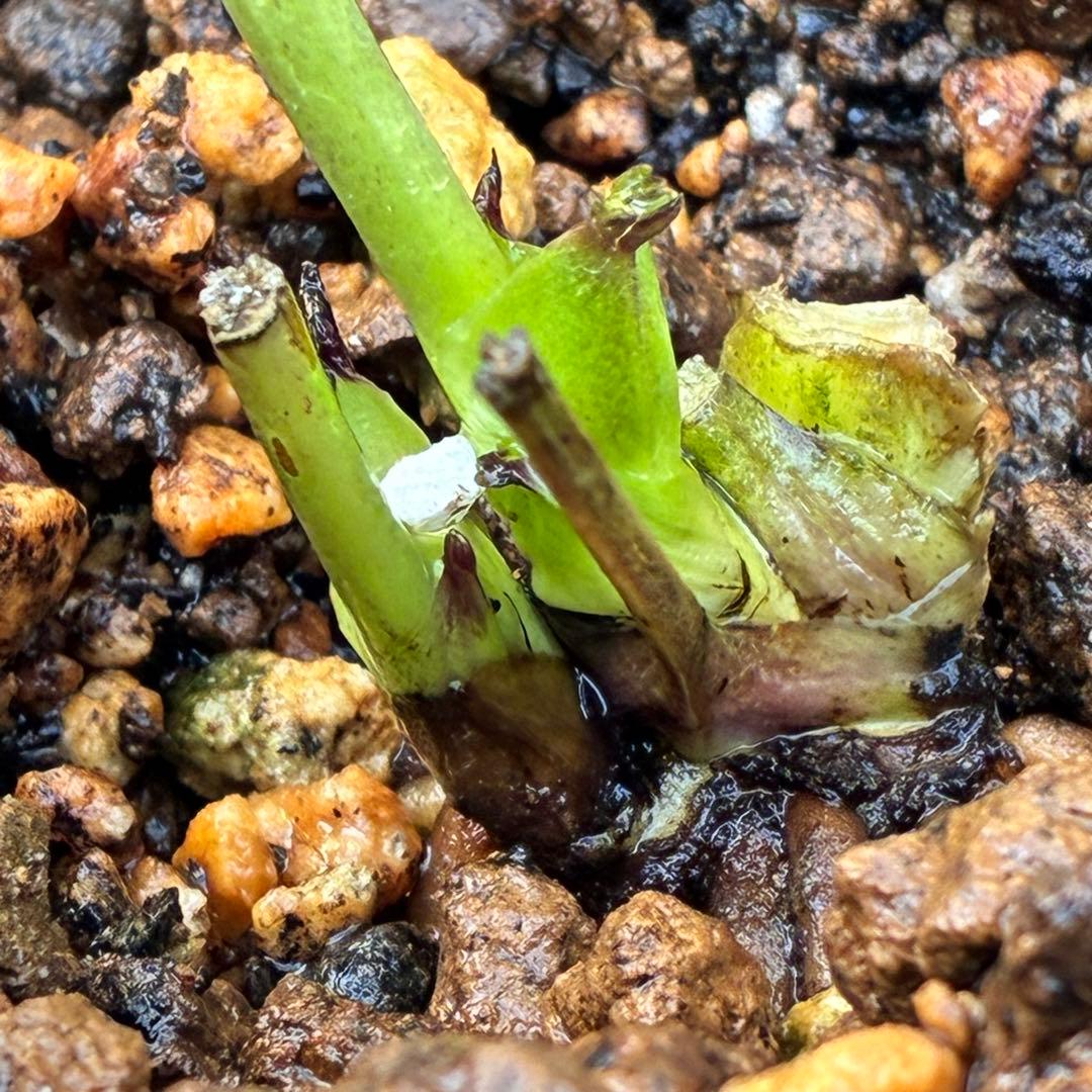 の*ん様 3431☘️花、タグ付☘️グロッシーカラー⭐️艶々⭐️艶ピコ⭐️艶セン