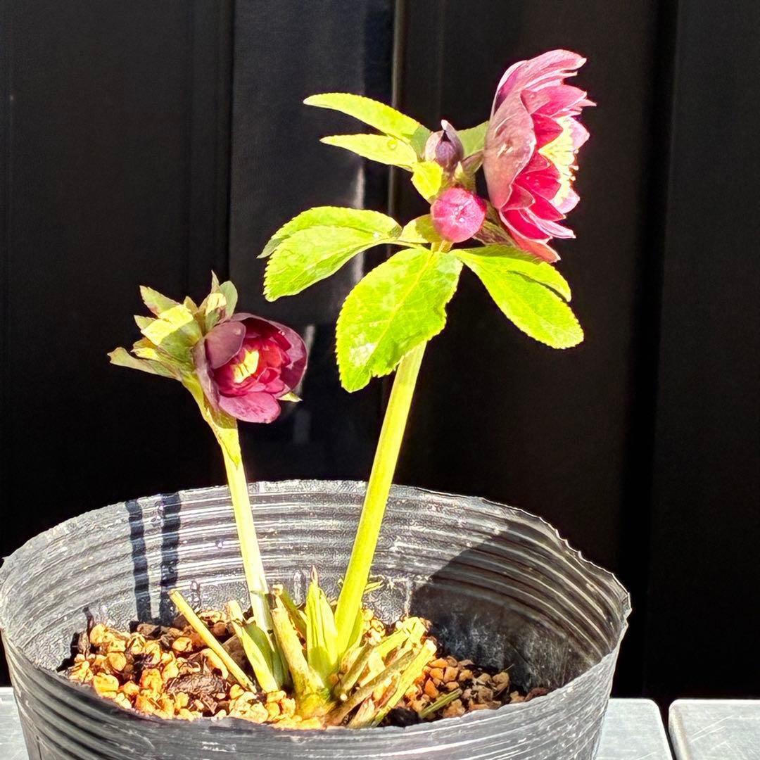 の*ん様 3431☘️花、タグ付☘️グロッシーカラー⭐️艶々⭐️艶ピコ⭐️艶セン