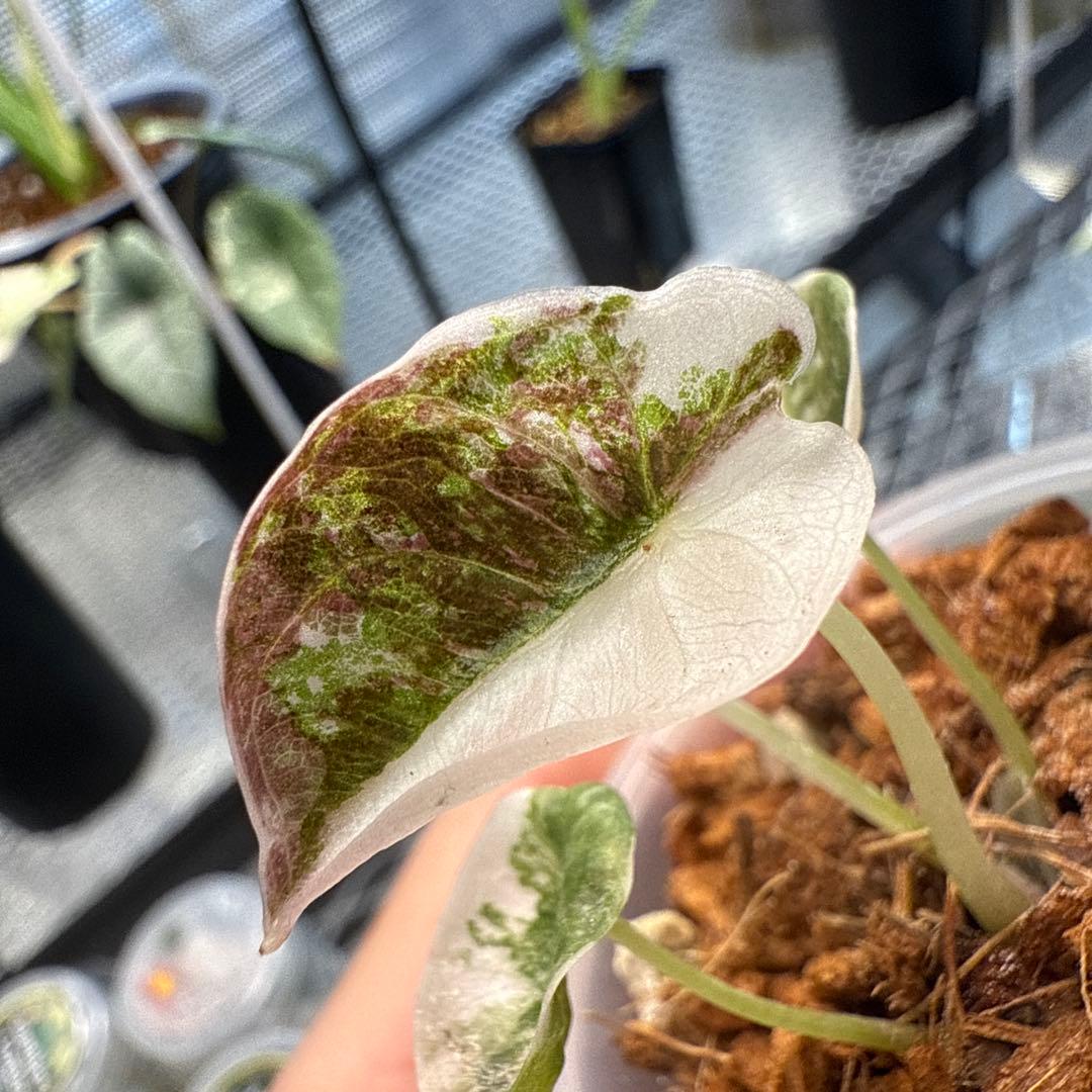 希少 アロカシア クプレア ピンク