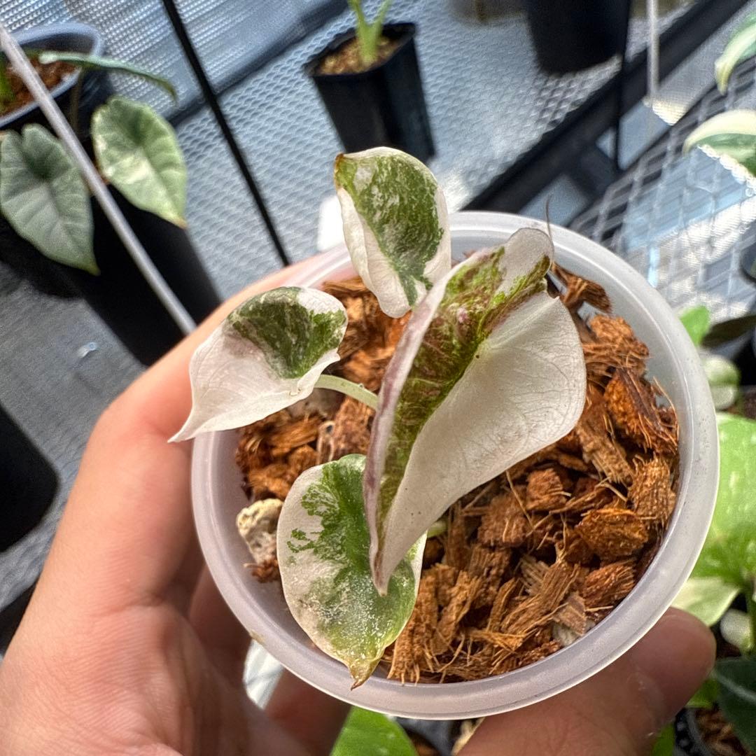 希少 アロカシア クプレア ピンク