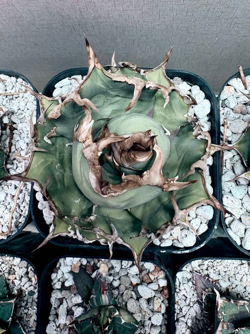 アガベ チタノタ シーザー 凱撒 大 極棘選抜 親株のみ プラステラ180付き