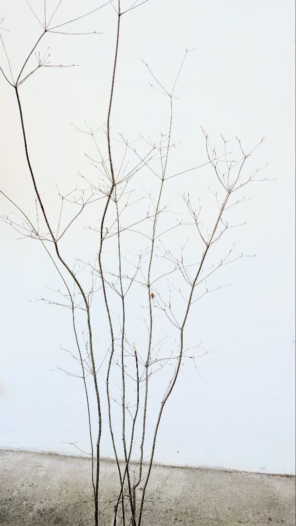 新春特価！山採りドウダンツツジ。