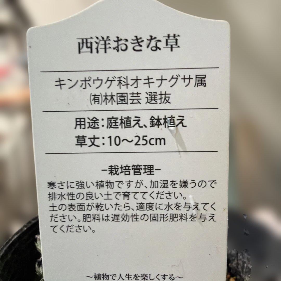 【山野草】西洋オキナグサ　パープル？　ポット苗《2/13》