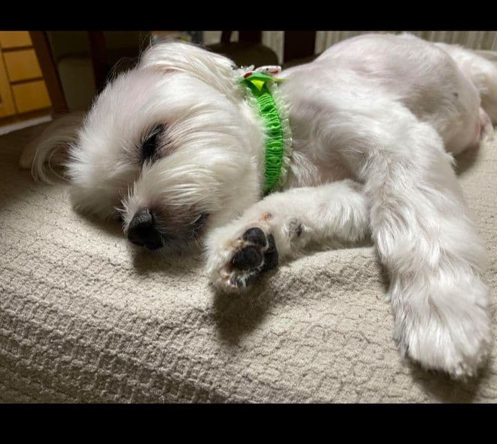 羊毛フェルトオーダー　たーさん