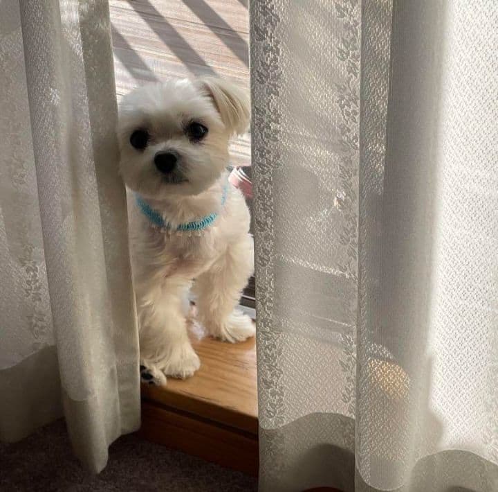 羊毛フェルトオーダー　たーさん