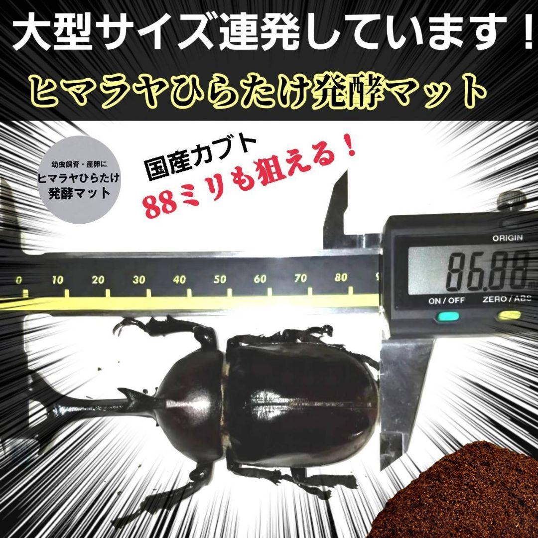 発酵マット入り！国産カブトムシ幼虫1頭飼育専用縦長クリアボト【30本セット】