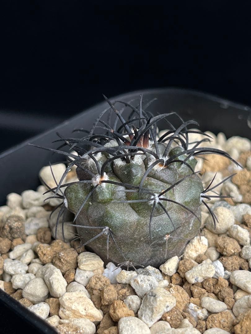 EMP コピアポア グリセオビオラセラ 実生 / 選抜個体 CT865