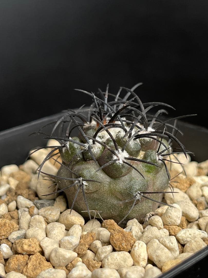 EMP コピアポア グリセオビオラセラ 実生 / 選抜個体 CT865